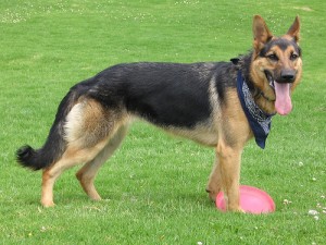 German shepherd: European line. Photo by Erika Steer via Flickr.