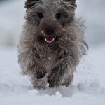 Glen of Imaal Terrier. Photo © Jason Terry via Flickr.
