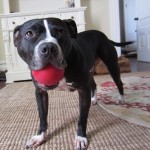 Uba, a Vick Dog