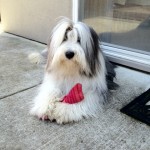 Snoopy